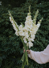Gladiolus - Camille