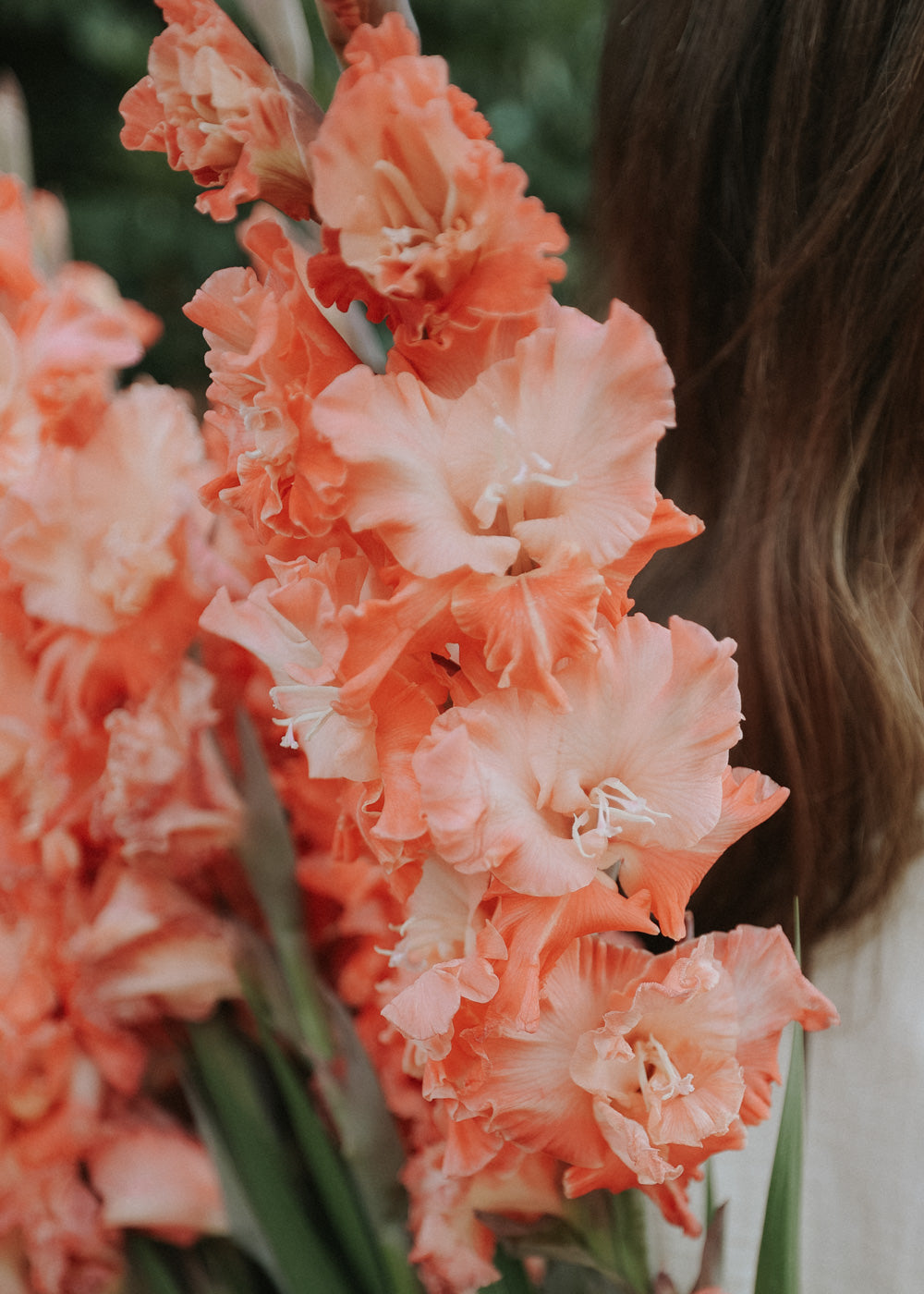 Gladiolus - Francine
