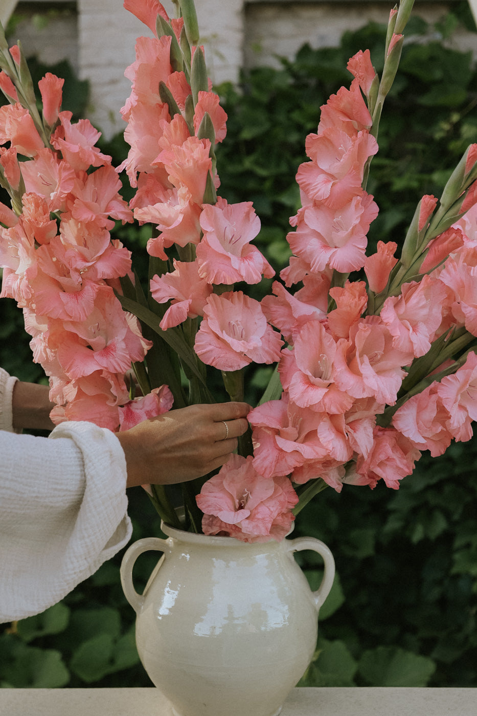 Gladiolus - Juliette