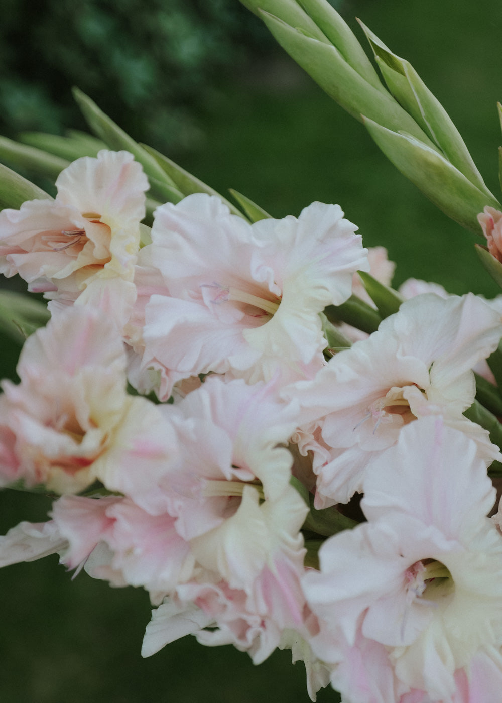 Gladiolus - Le Belle Jolie