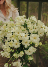 Sommerfugleranunkel - Graces Promo