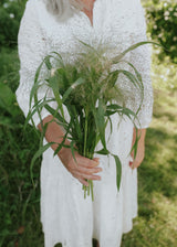 Switch Grass - Frosted Explosion