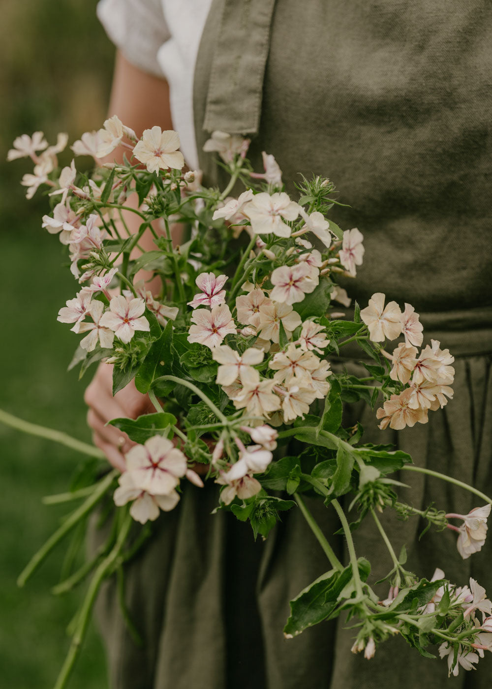 Sommarflox - Creme Brulee
