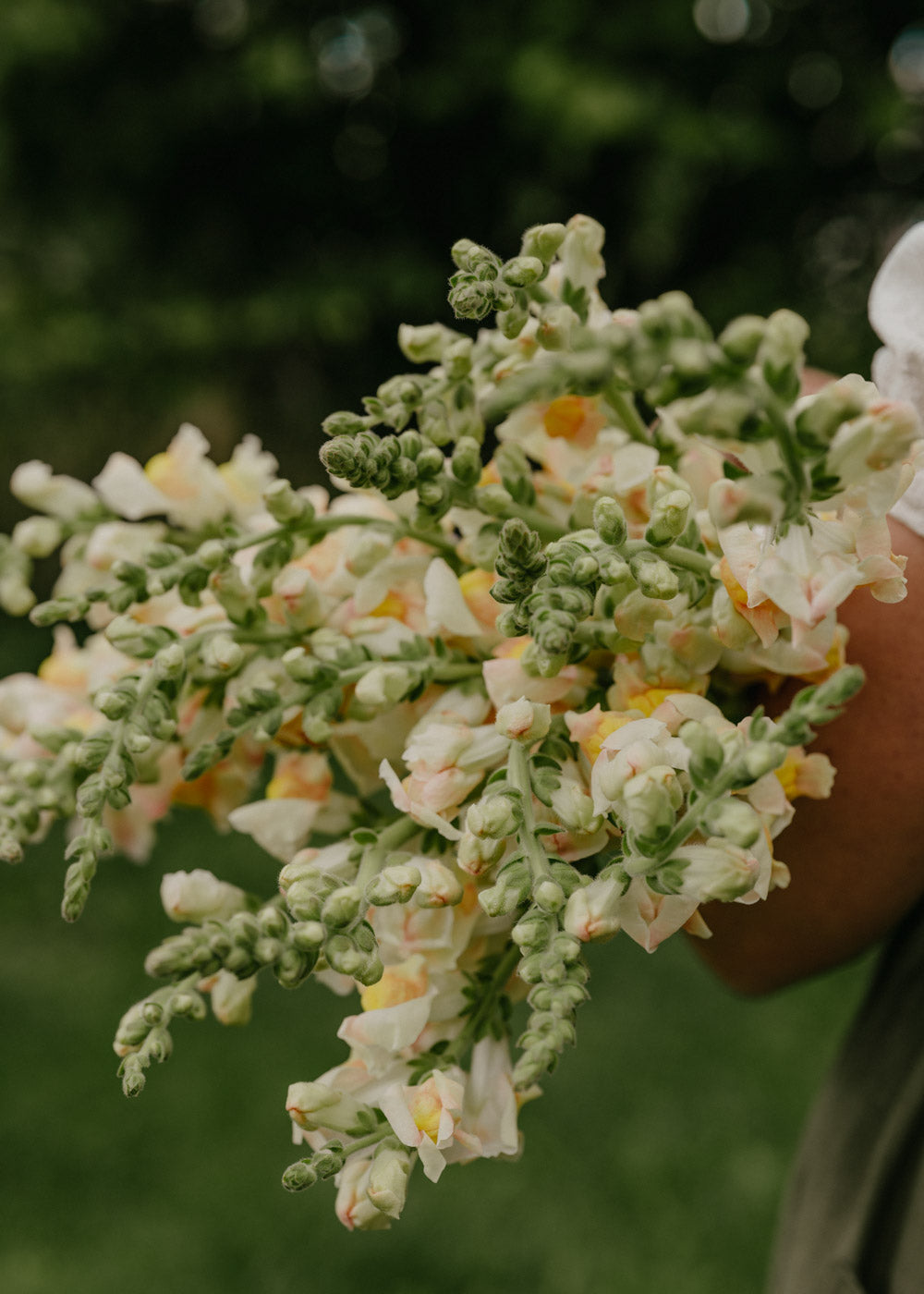 Prydløvemunn - Costa Apricota