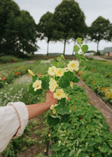 Nasturtium - Milkmaid