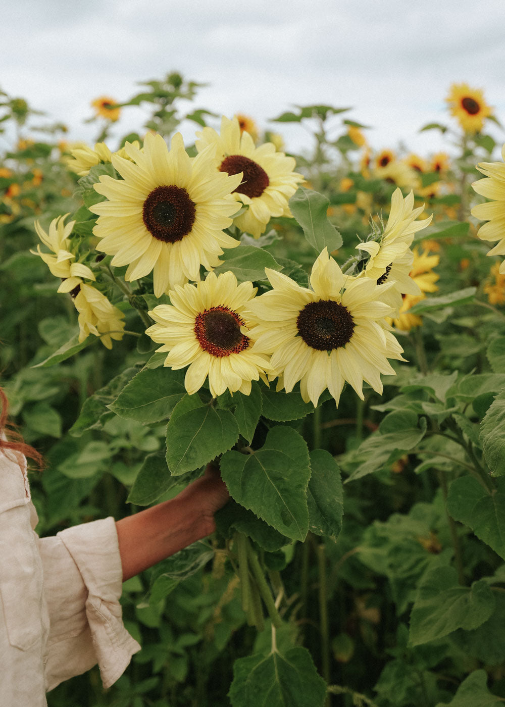 Sunflower - Lemon Sunset
