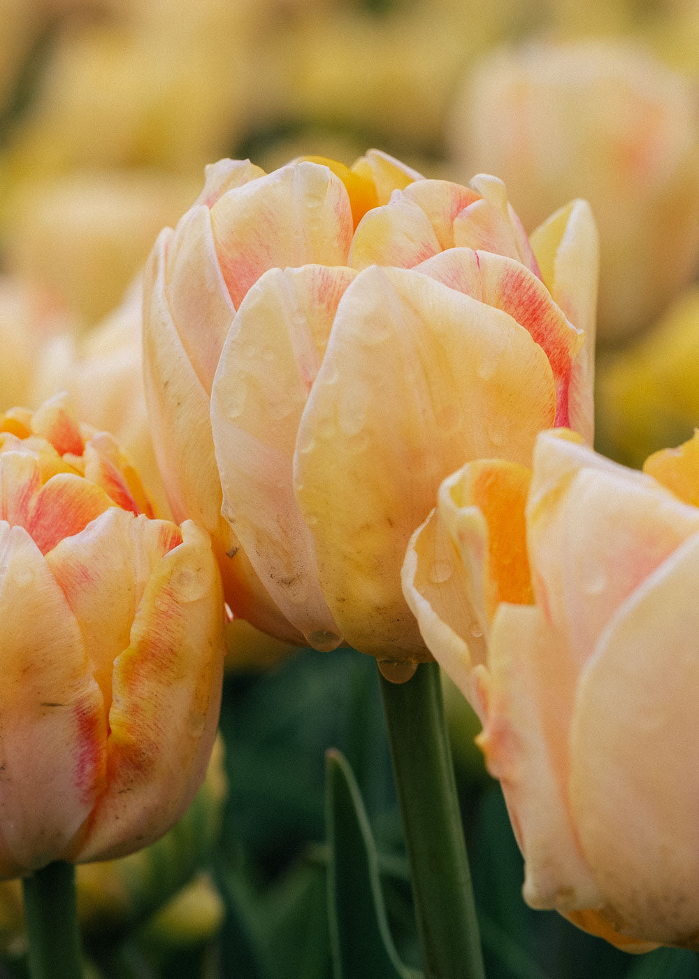 Tulpan - Foxy Foxtrot