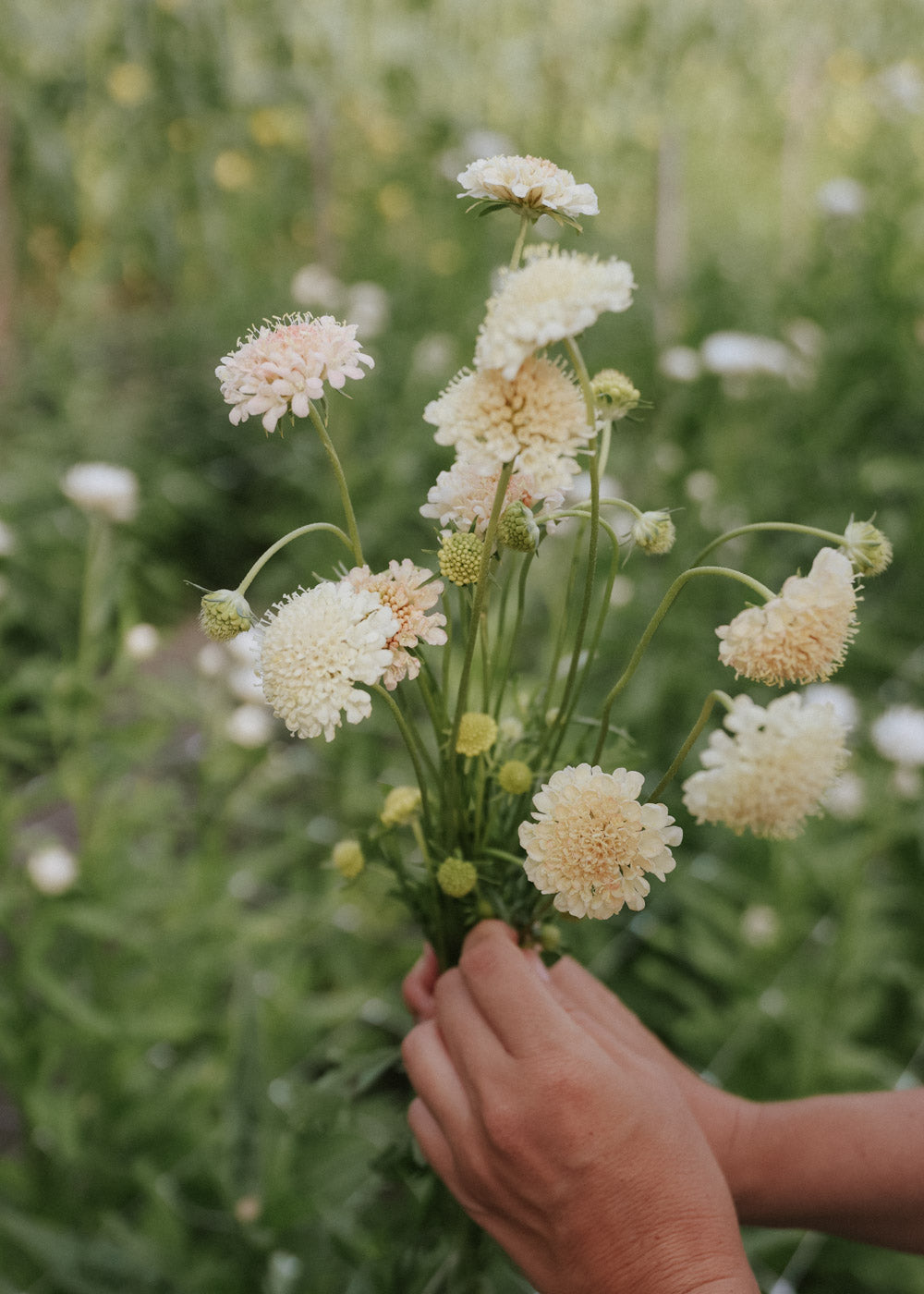 Pincushion Flower - Fata Morgana
