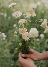Scabieuse Atropurpurea - Fata Morgana