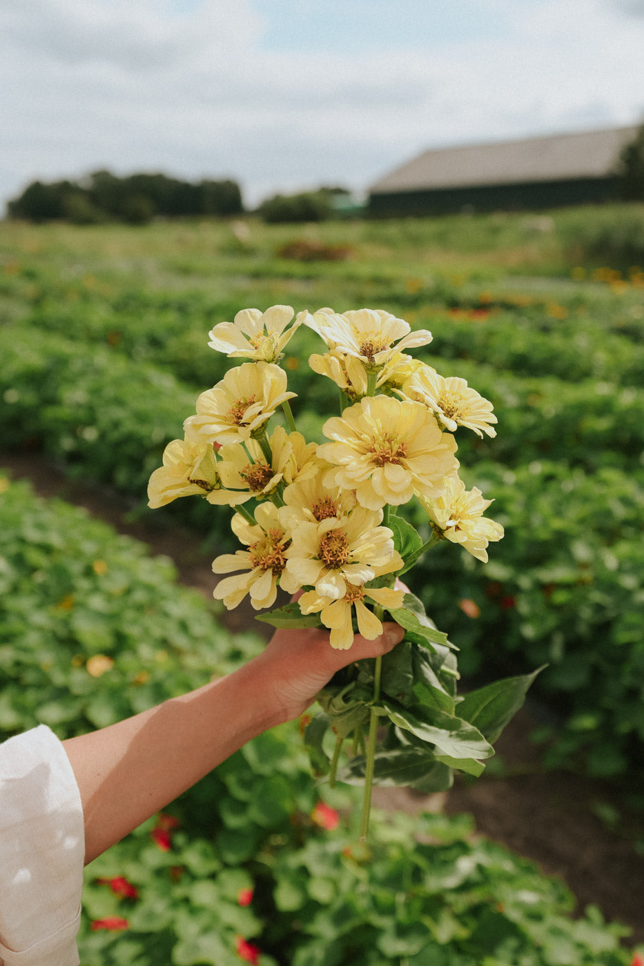 Zinnia - Dahl Flow Isabellina Creamy Yellow