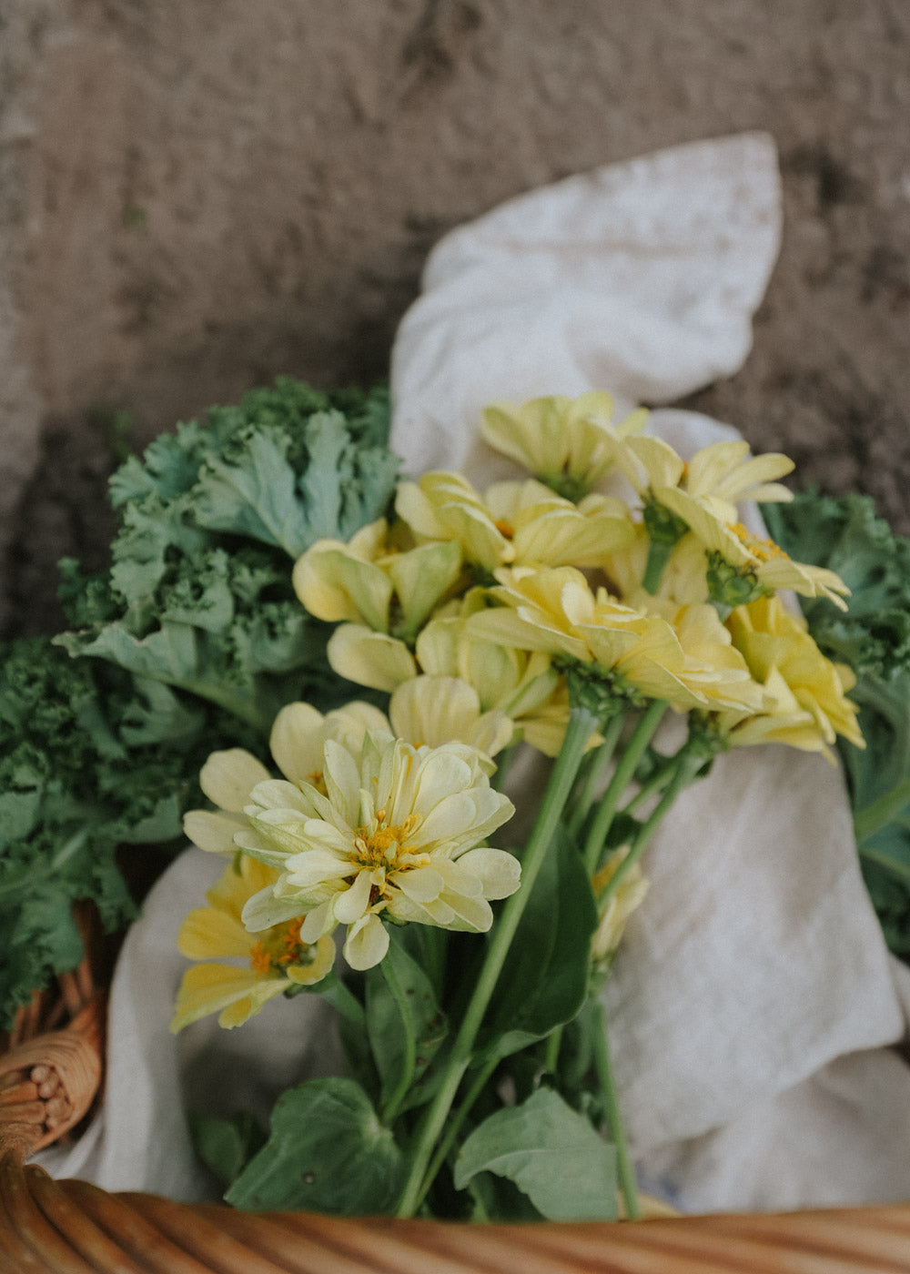 Zinnia - Dahl Flow Isabellina Creamy Yellow