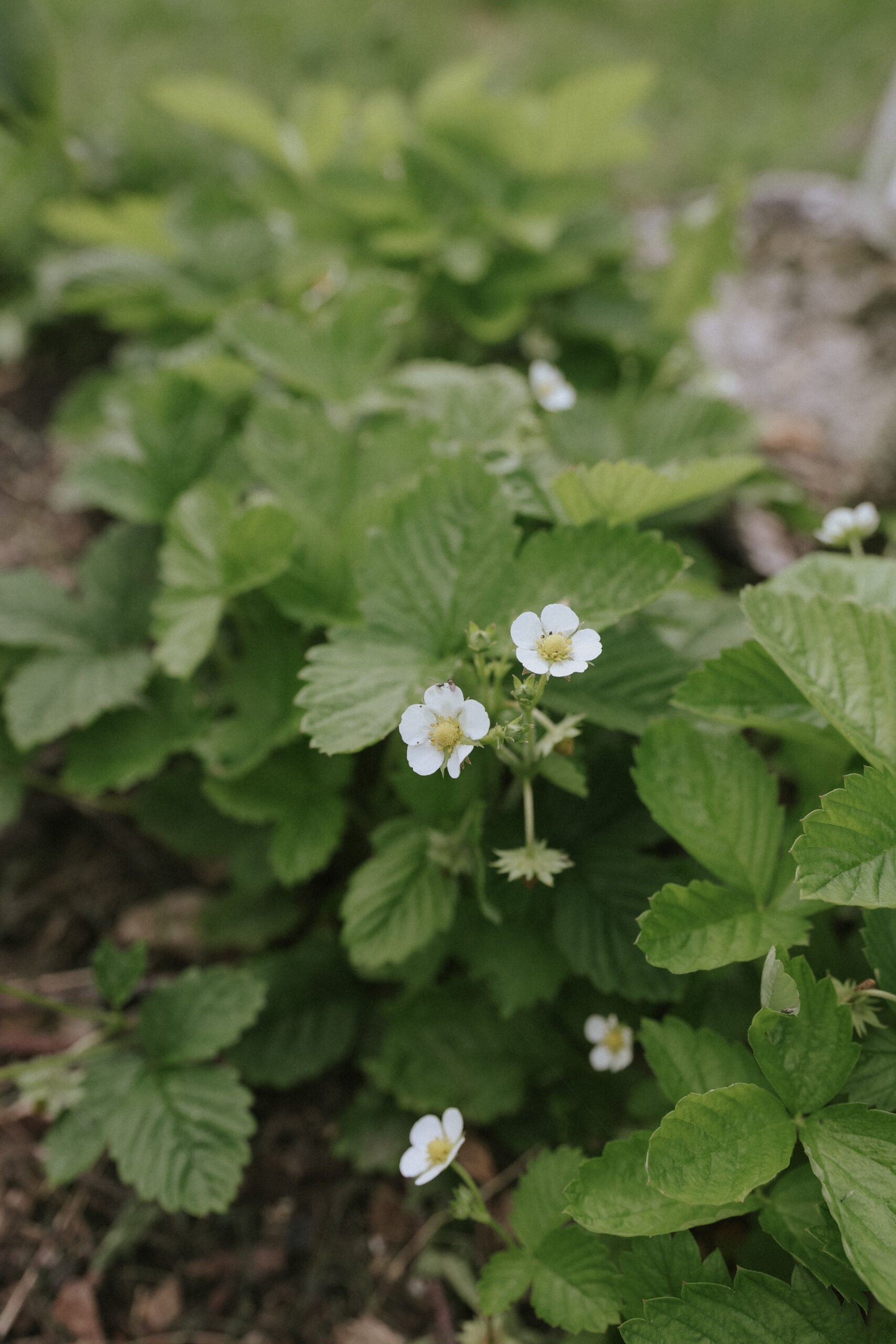 Strawberry seeds - Yellow Wonder - buy seeds online – Florea Garden
