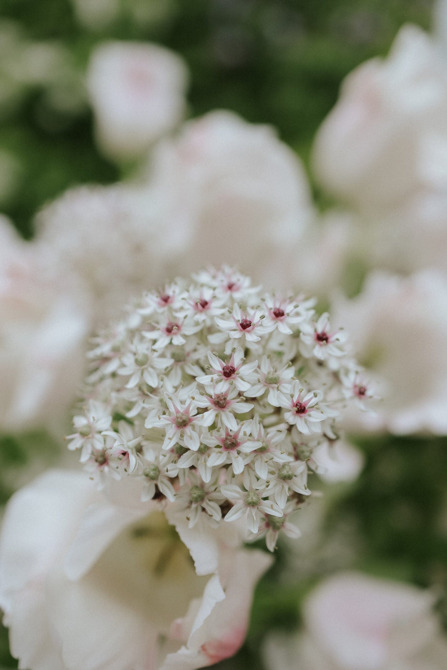 Allium - Silver Spring