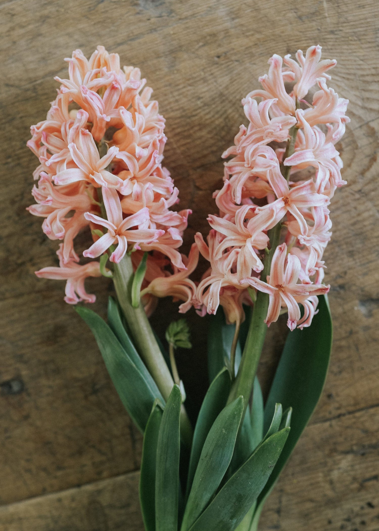 Hyacinth - Gipsy Queen