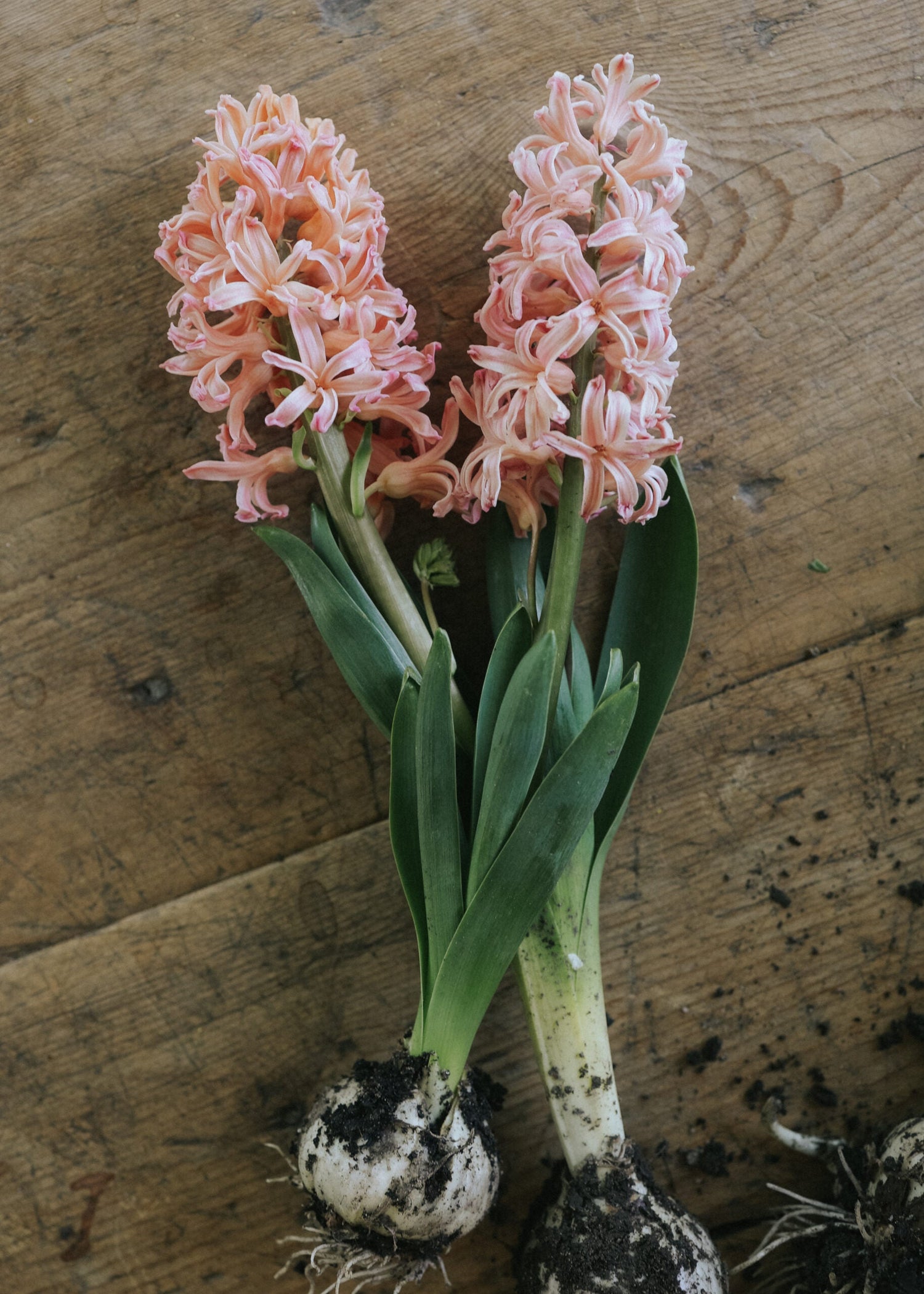 Hyacinth - Gipsy Queen