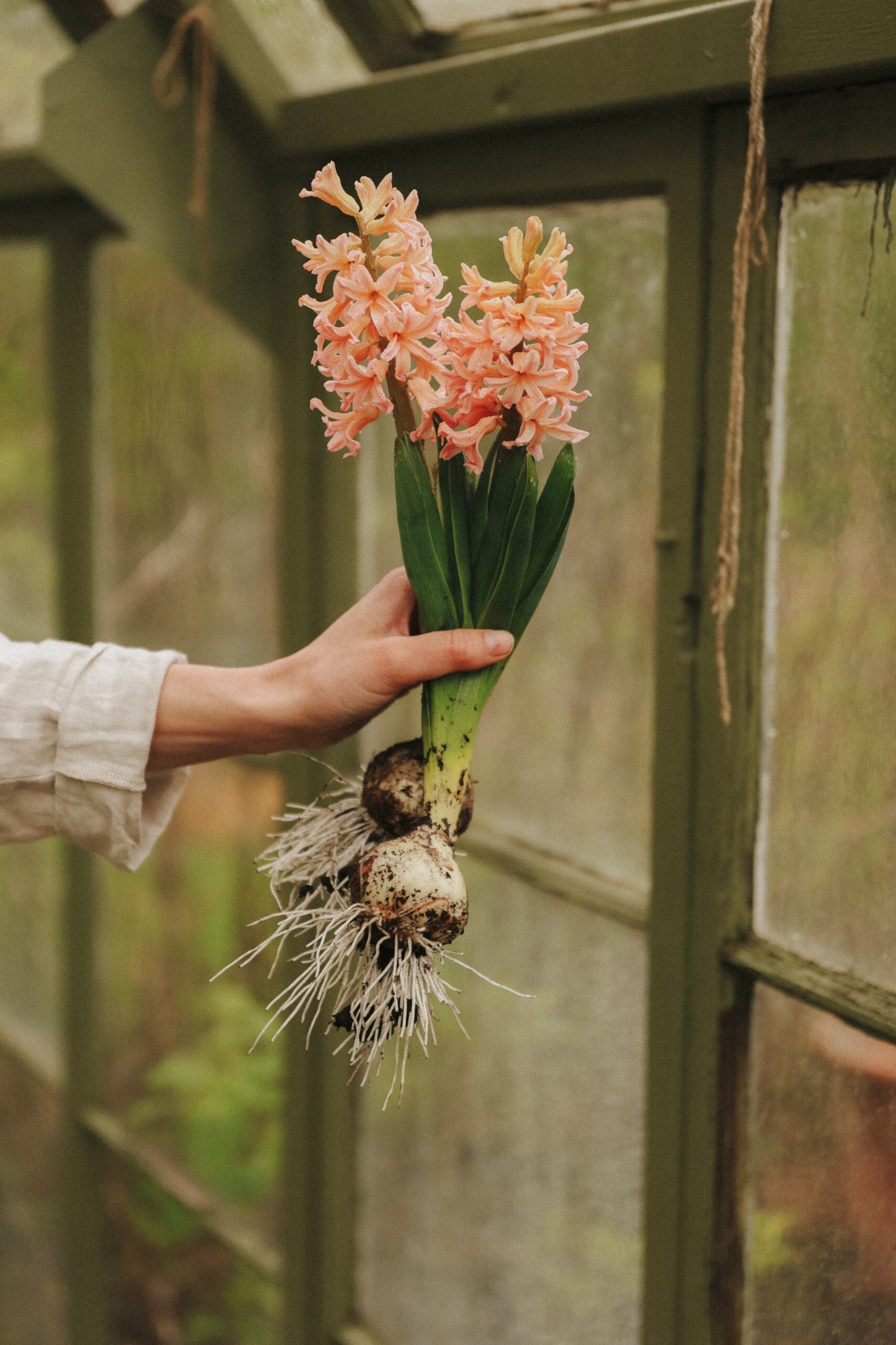 Hyacinth - Gipsy Queen