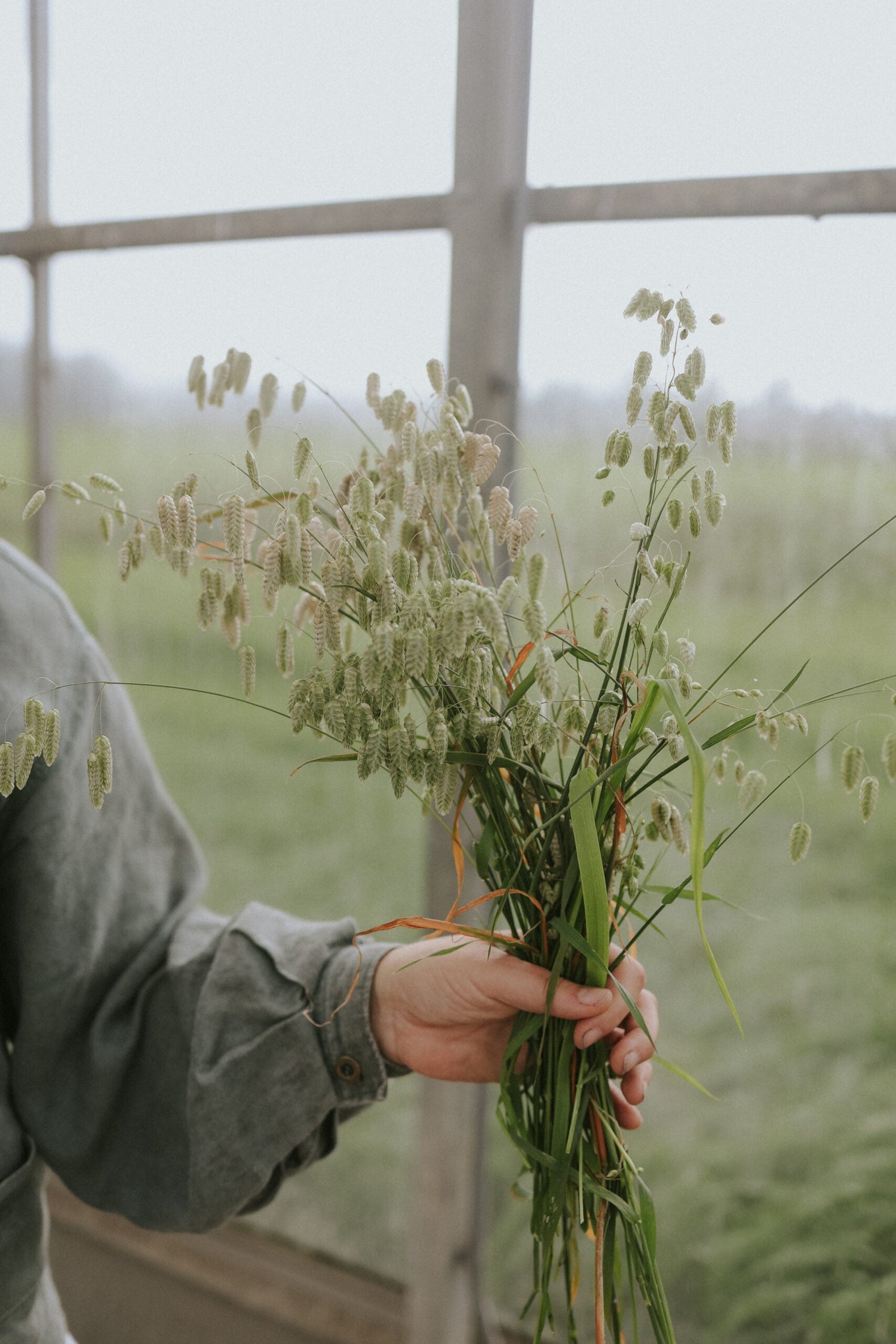 Italienskt Darrgräs