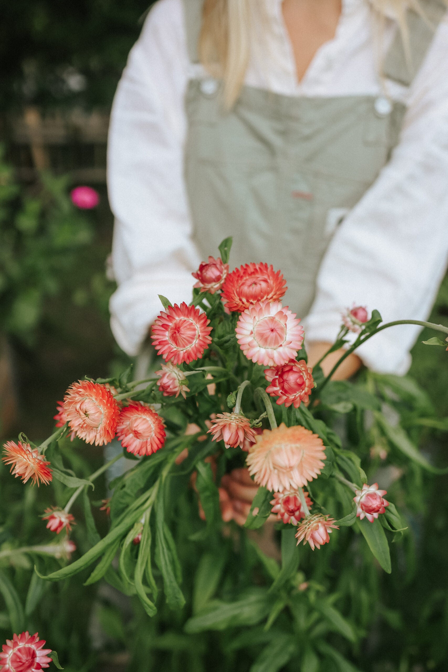 Fröer Jätteeternell - Salmon Rose - köp fröer online – Florea Garden