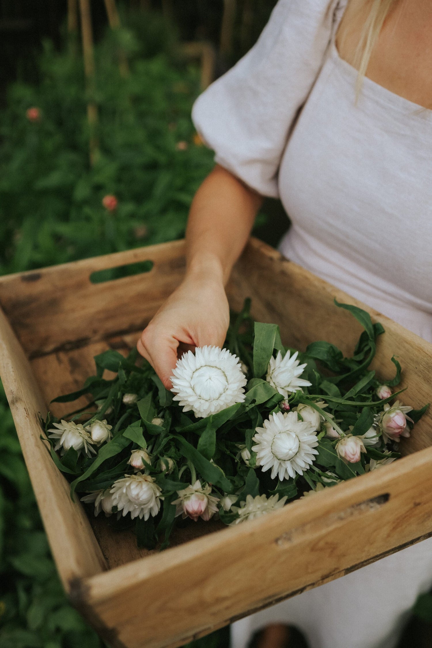 Strawflower - White