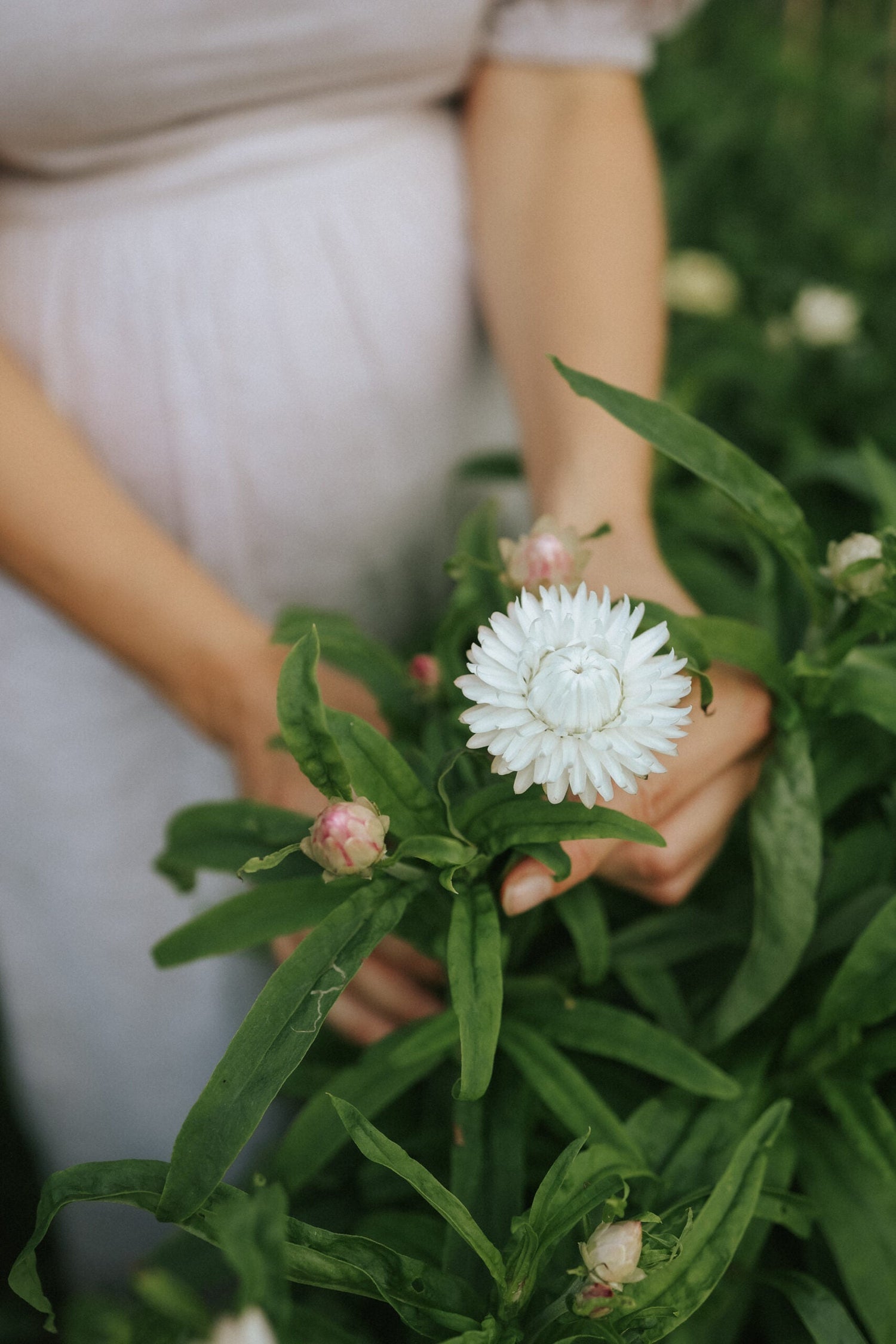 Strawflower - White