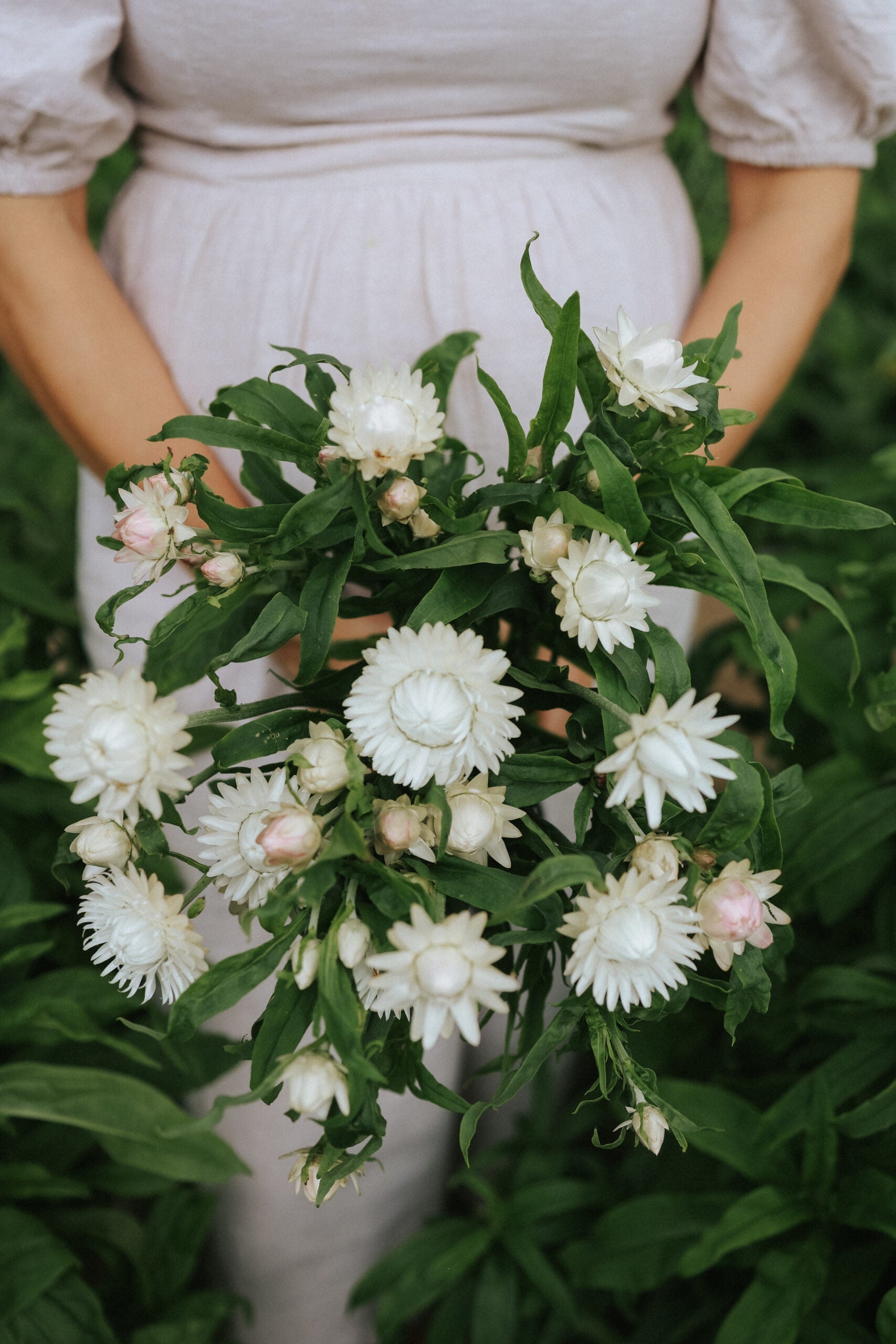 Fröer Jätteeternell - Silvery White - köp fröer online – Florea Garden