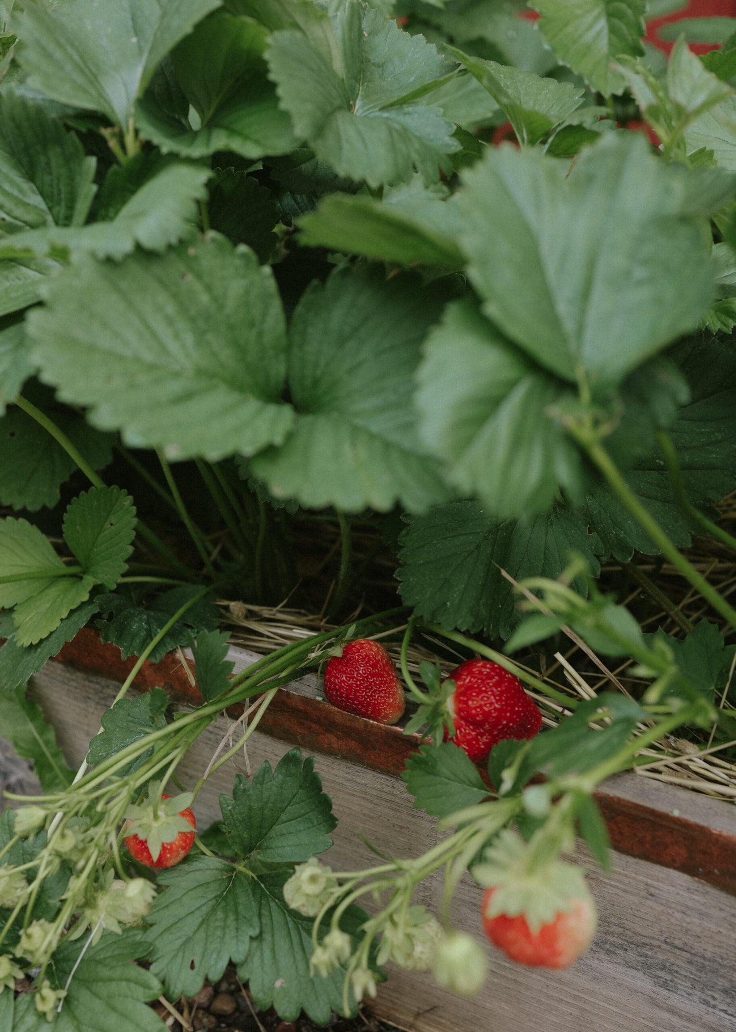 Jordgubb - Grandian F1