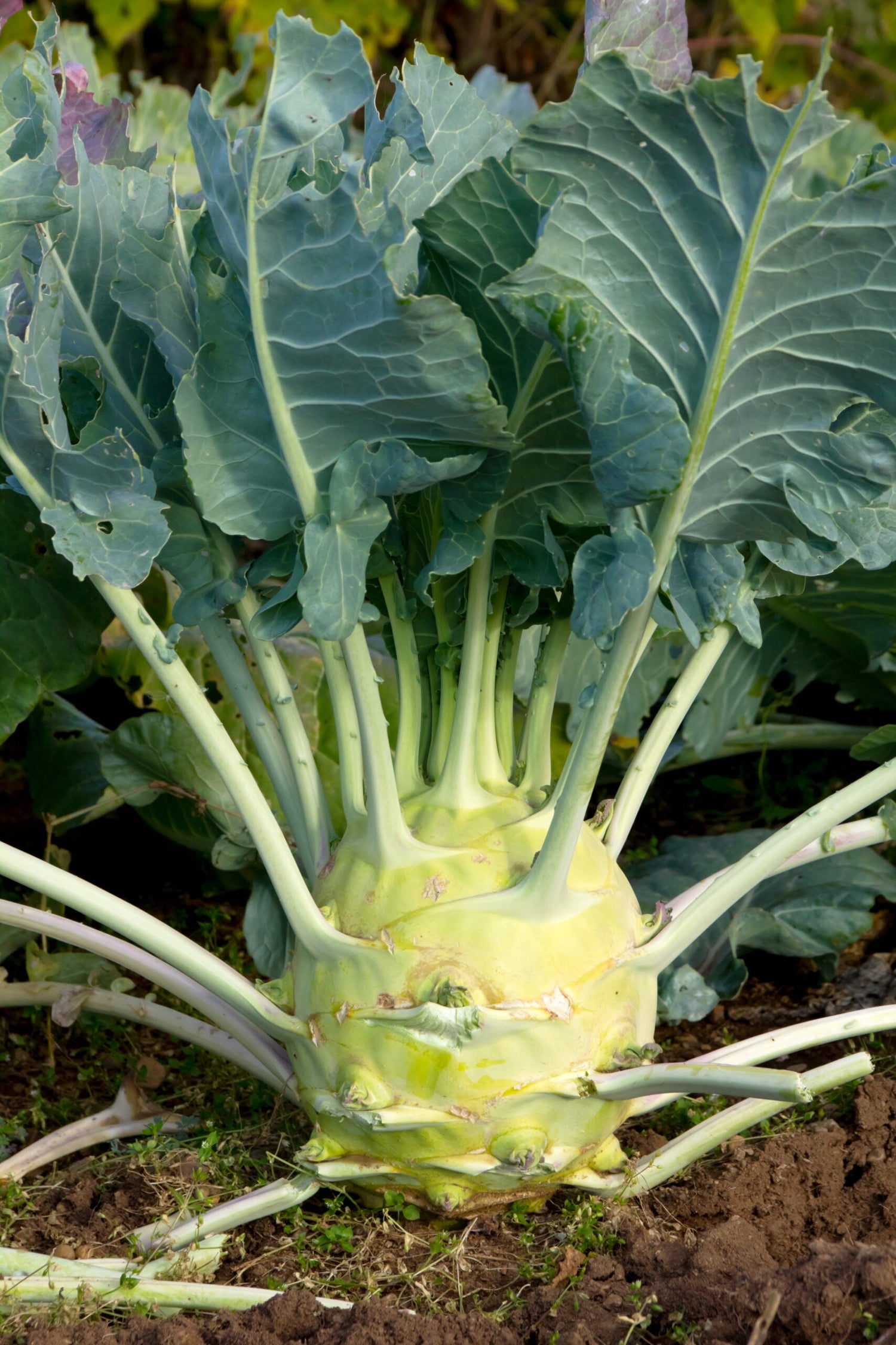 Turnip Cabbage / Kohlrabi - Delikatess White