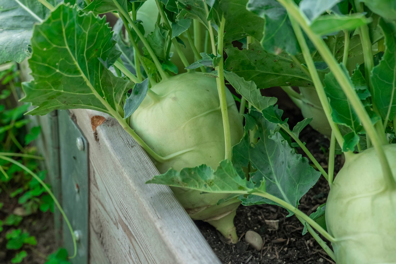 Turnip Cabbage / Kohlrabi - Delikatess White