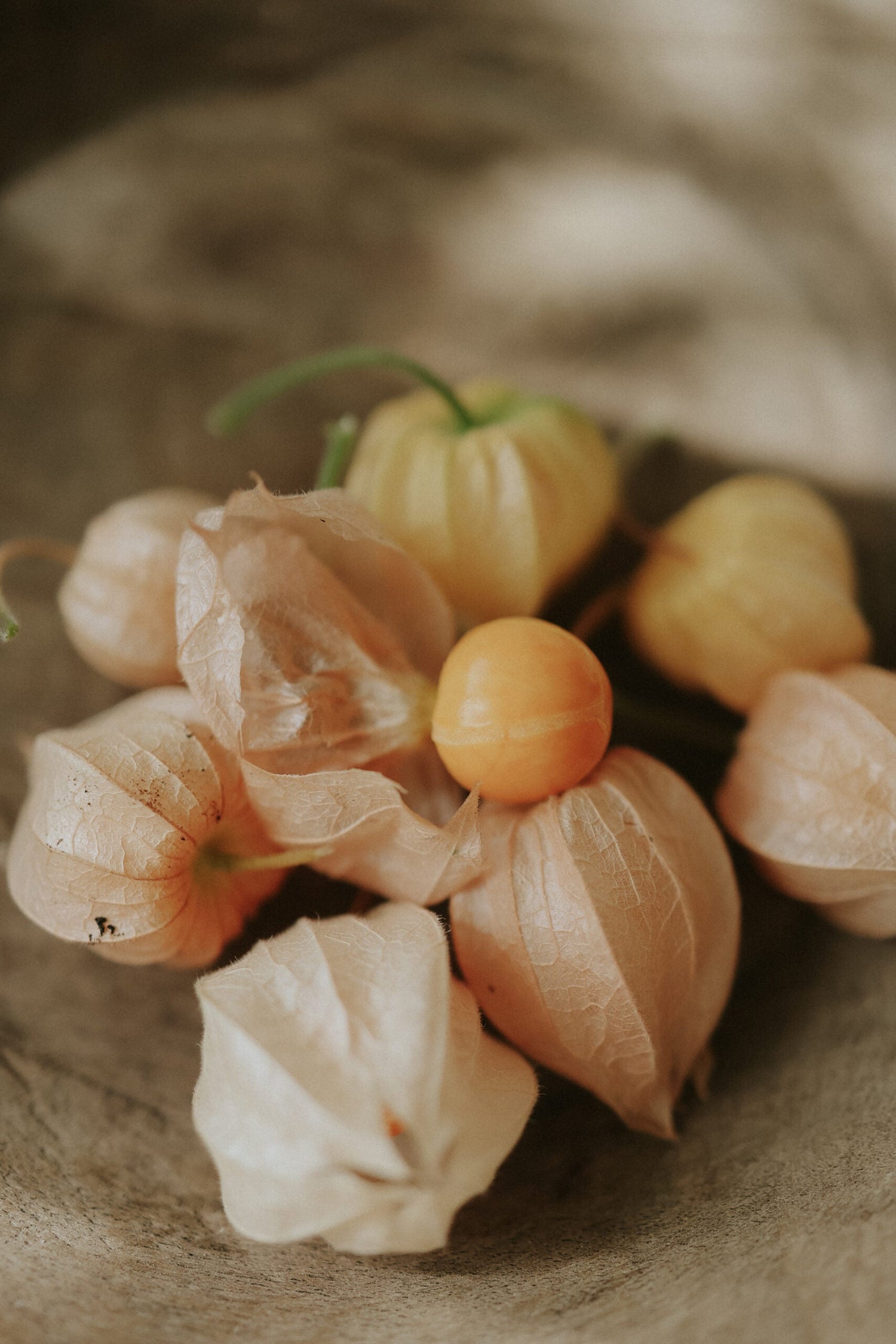 Physalis - Kapkrusbär