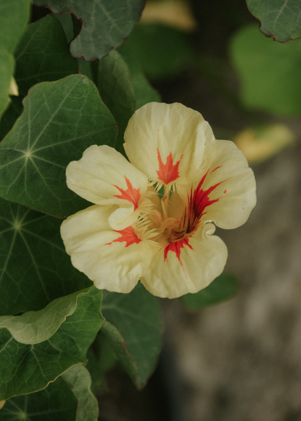 Nasturtium - Bloody Mary