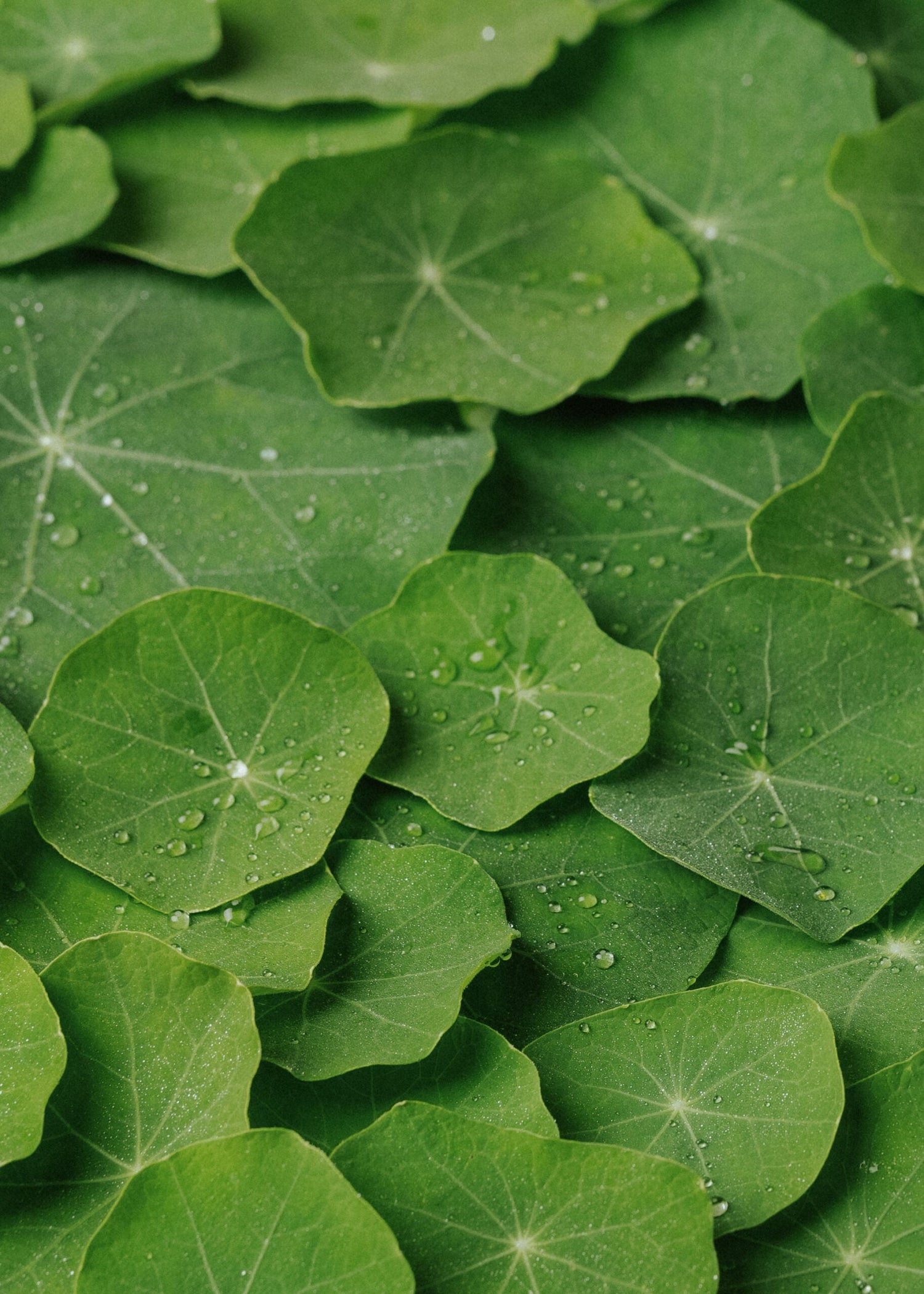 Nasturtium - Bloody Mary