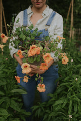 Dværgblomsterkarse - Tip Top Apricot