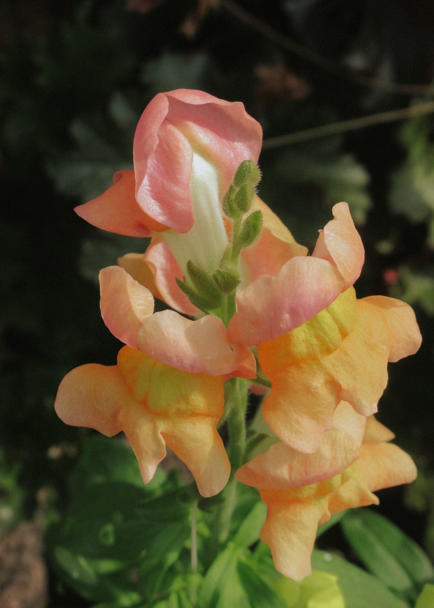Snapdragon - Snapstar Champagne
