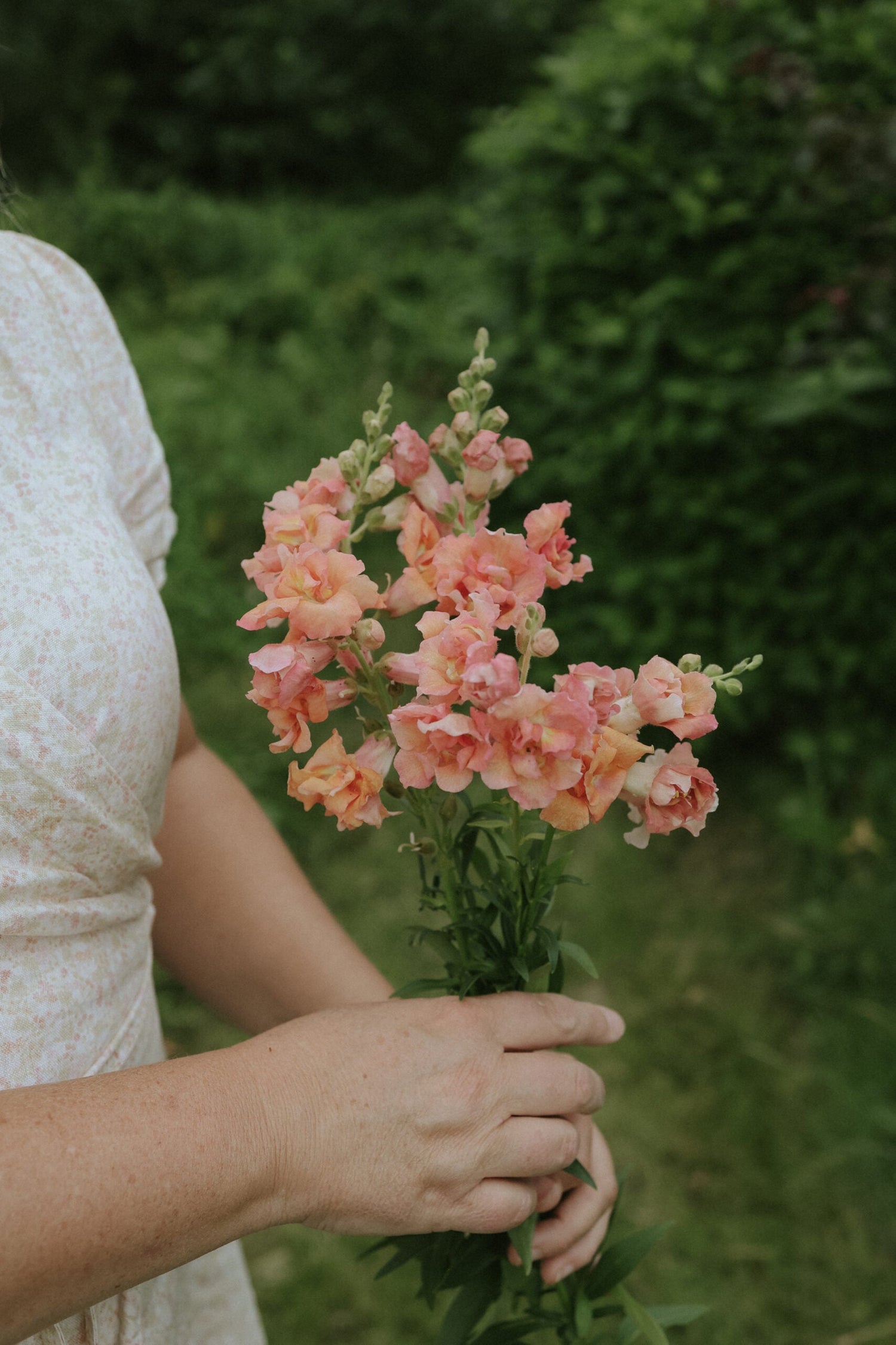 Snapdragon - Madame Butterfly Bronze w White F1
