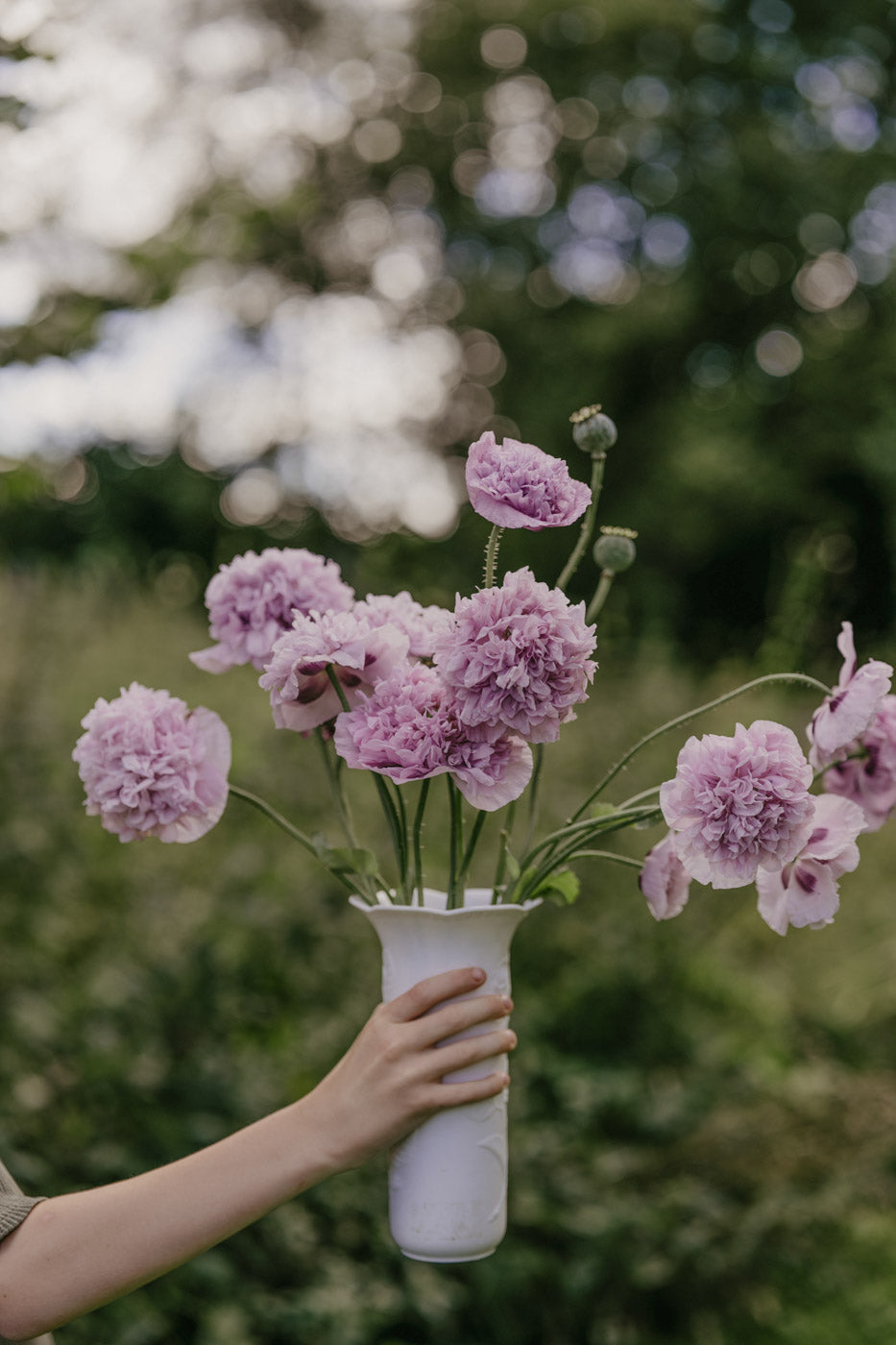 Vallmo - Bread Seed Poppy