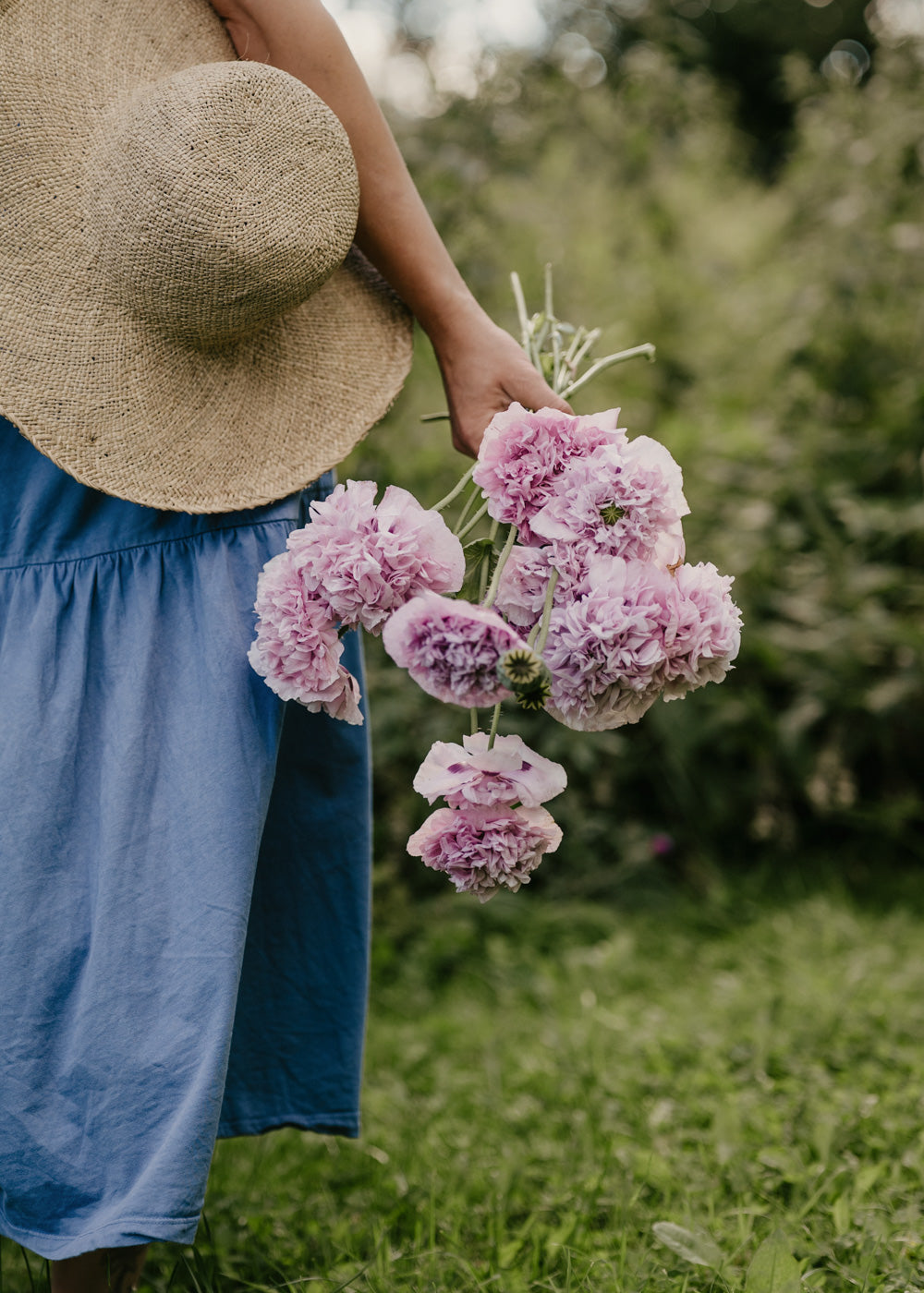 Vallmo - Bread Seed Poppy
