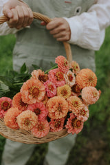 Frøkenhat - Lilliput Peach Mix
