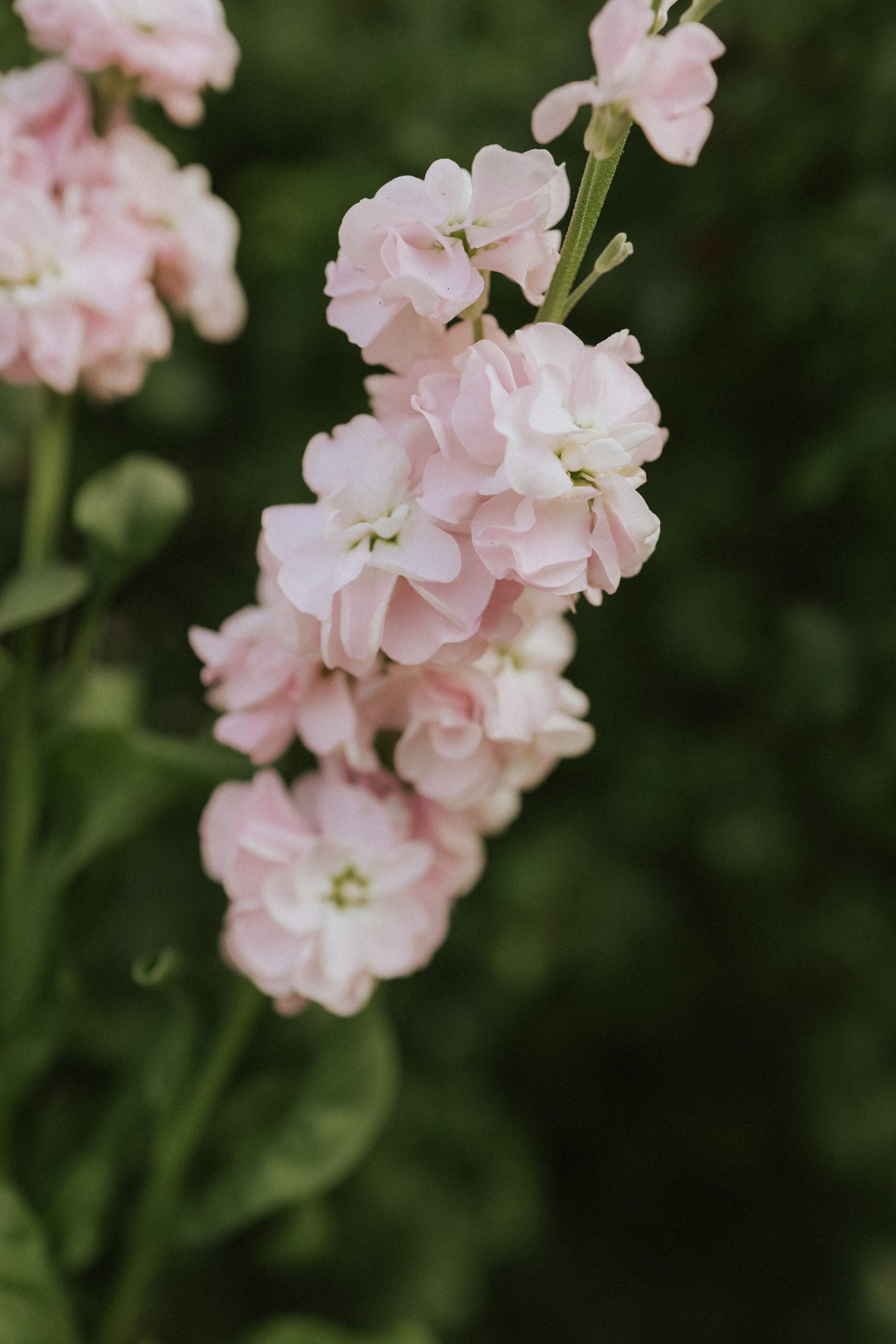 Gilly Flower - Early Iron Cherry Blossom