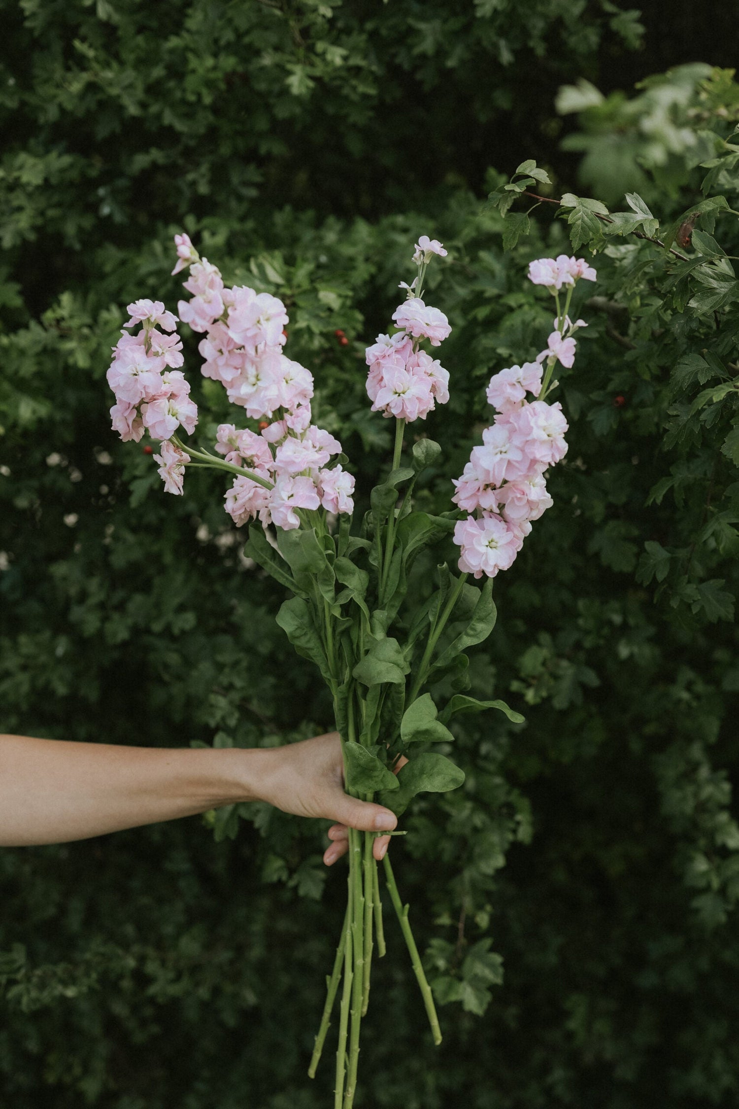 Gilly Flower - Early Iron Cherry Blossom