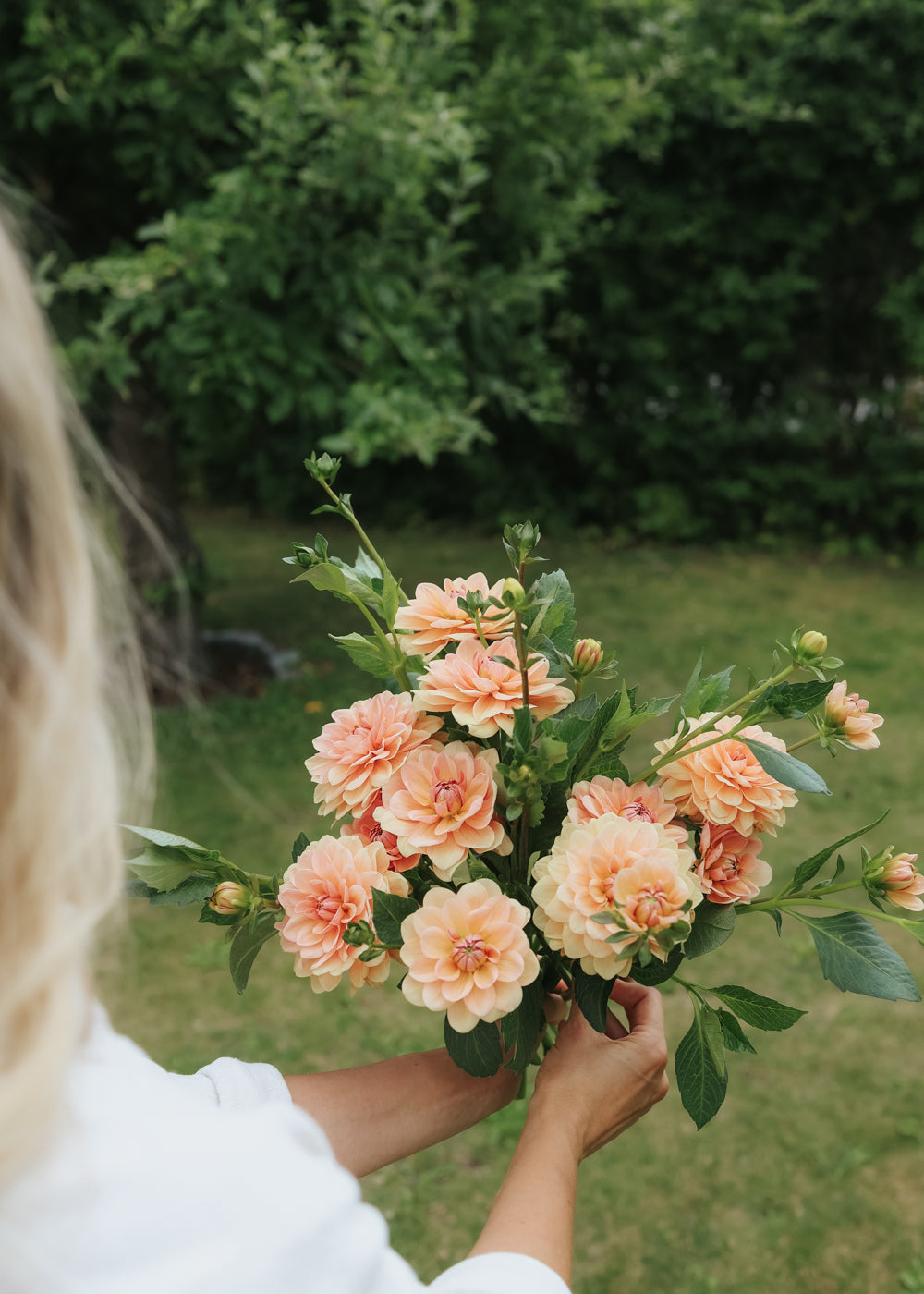 Dahlia - Apricot Desirée