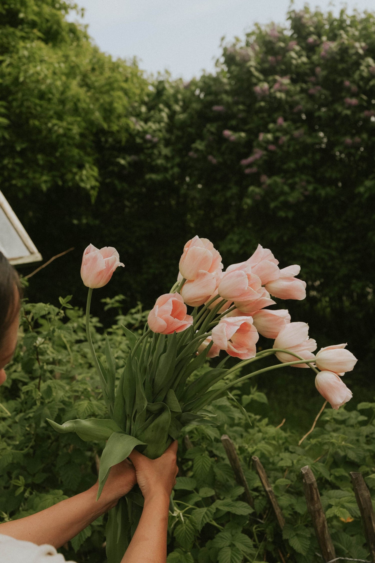 Tulip - Apricot Copex