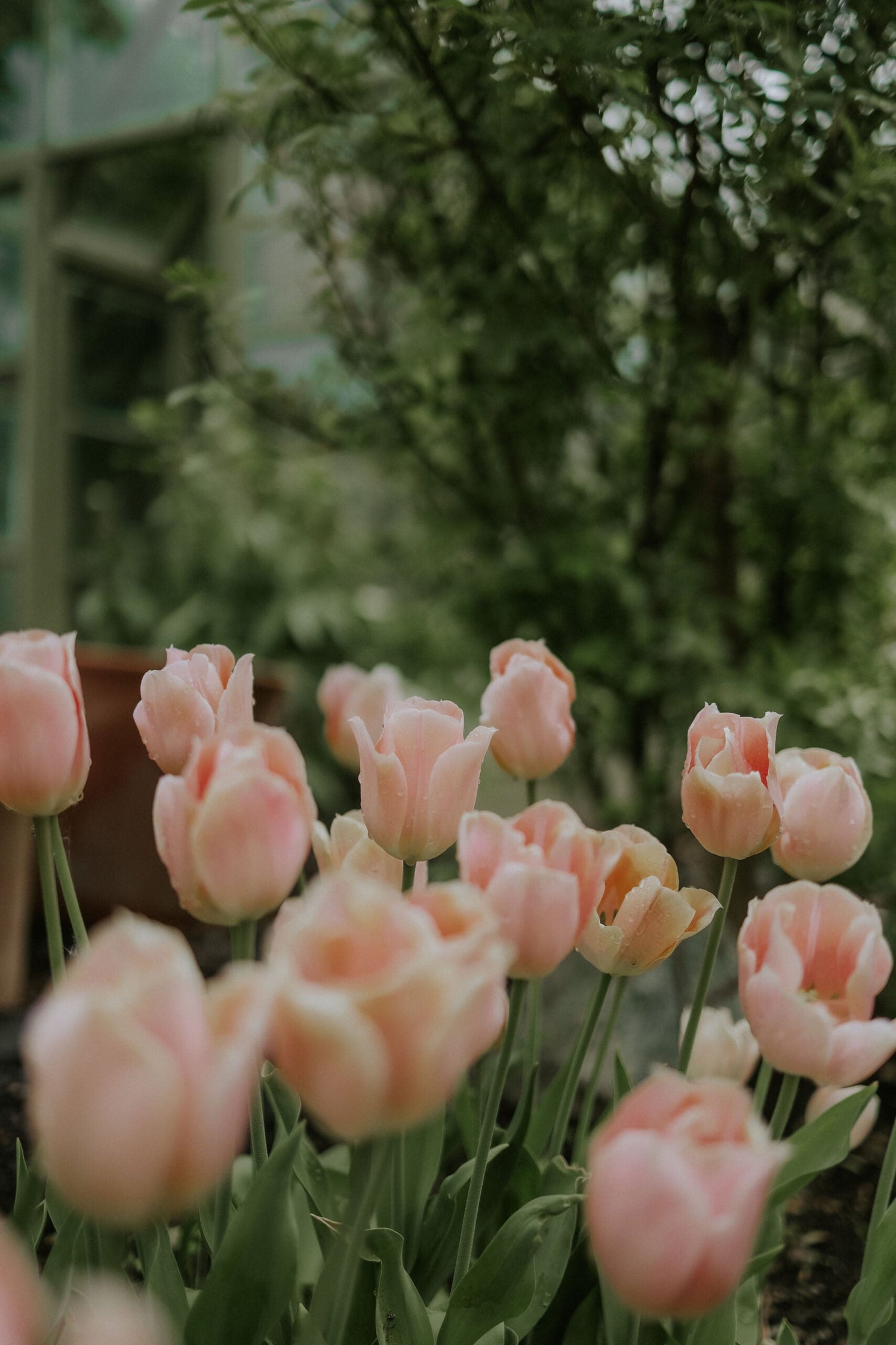 Tulip - Apricot Copex