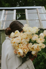 Tulipan - Charming Beauty