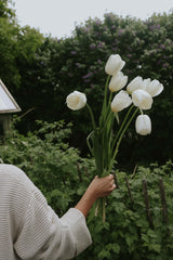 Tulipan - Francoise