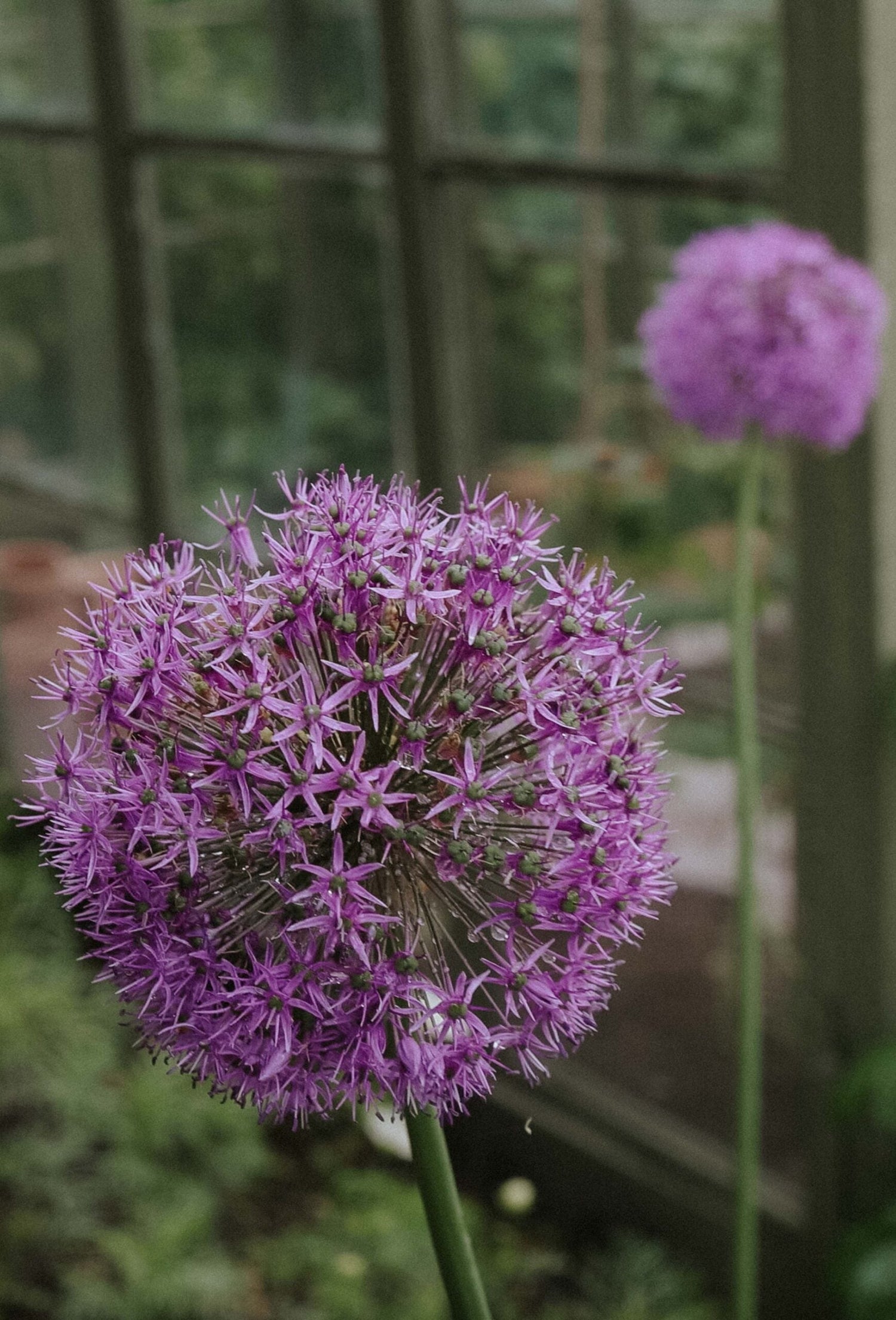 Allium - Gladiator