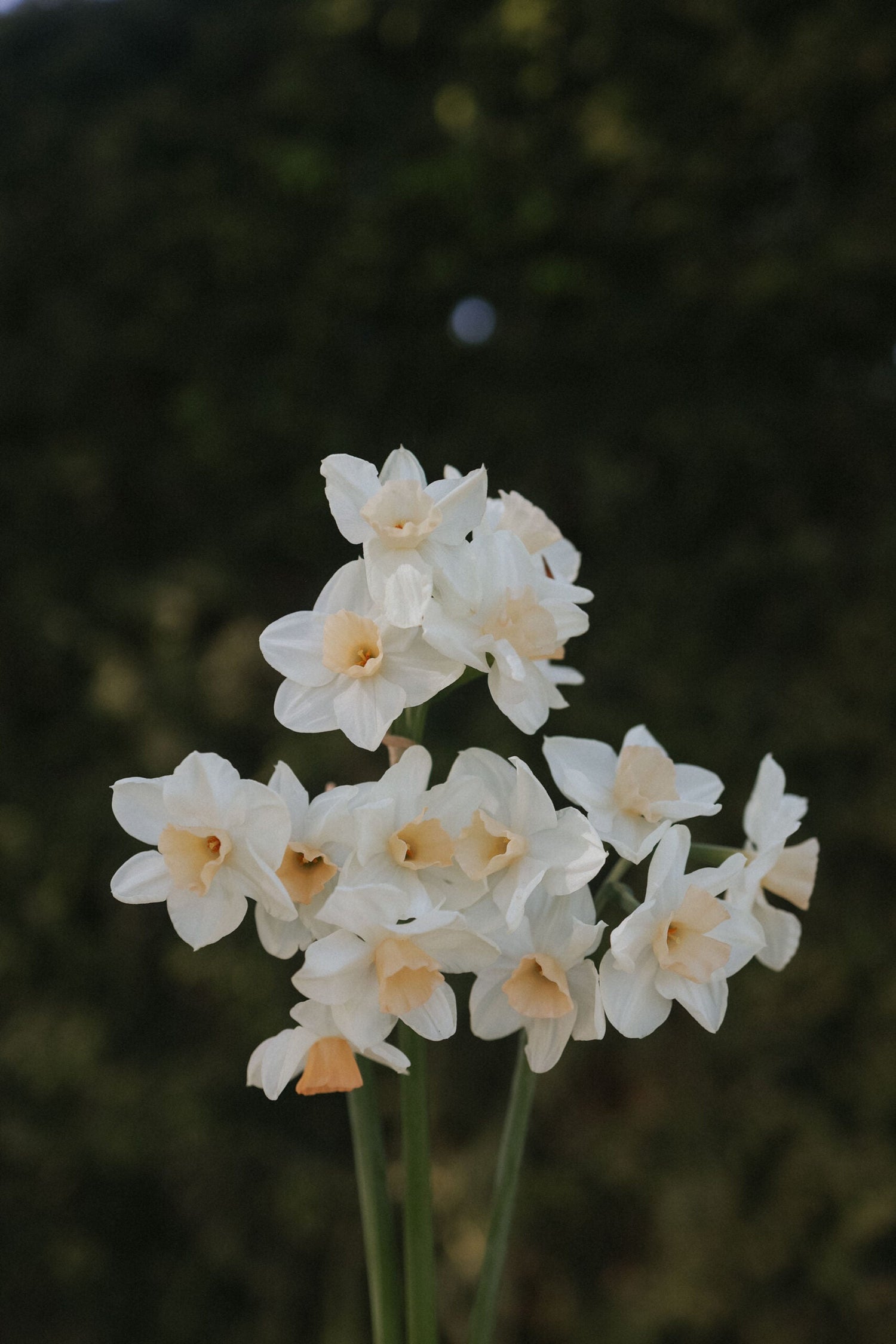 Narcisse - Kapiti Peach