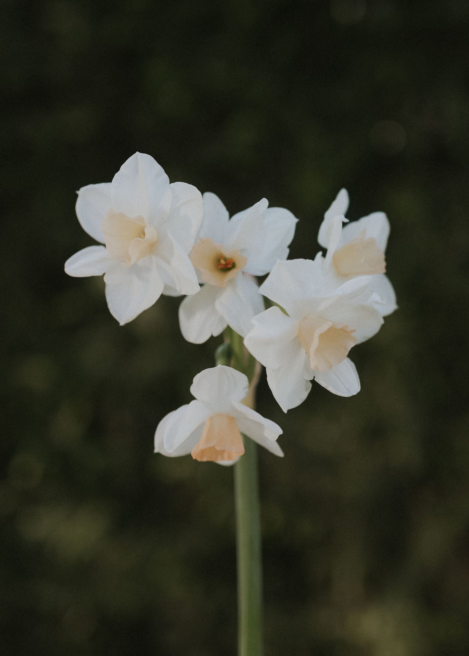 Narcisse - Kapiti Peach