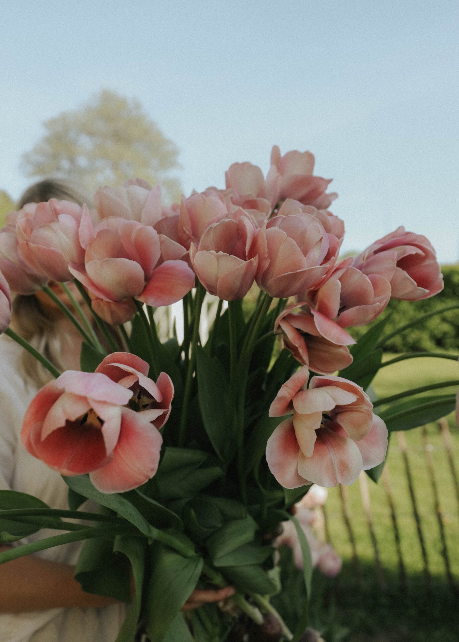 Tulpan - Mystique Van Eijk