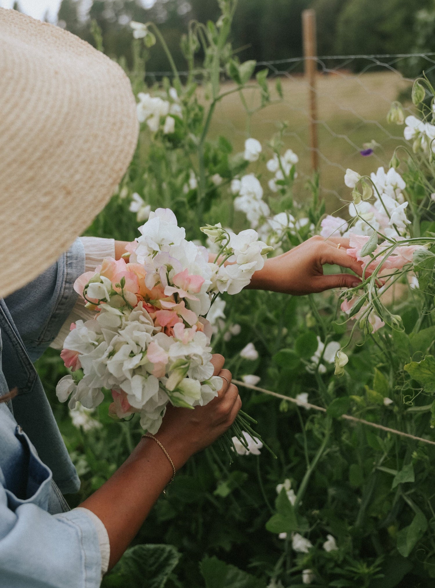 Sweet Pea - Santorini Blush mix