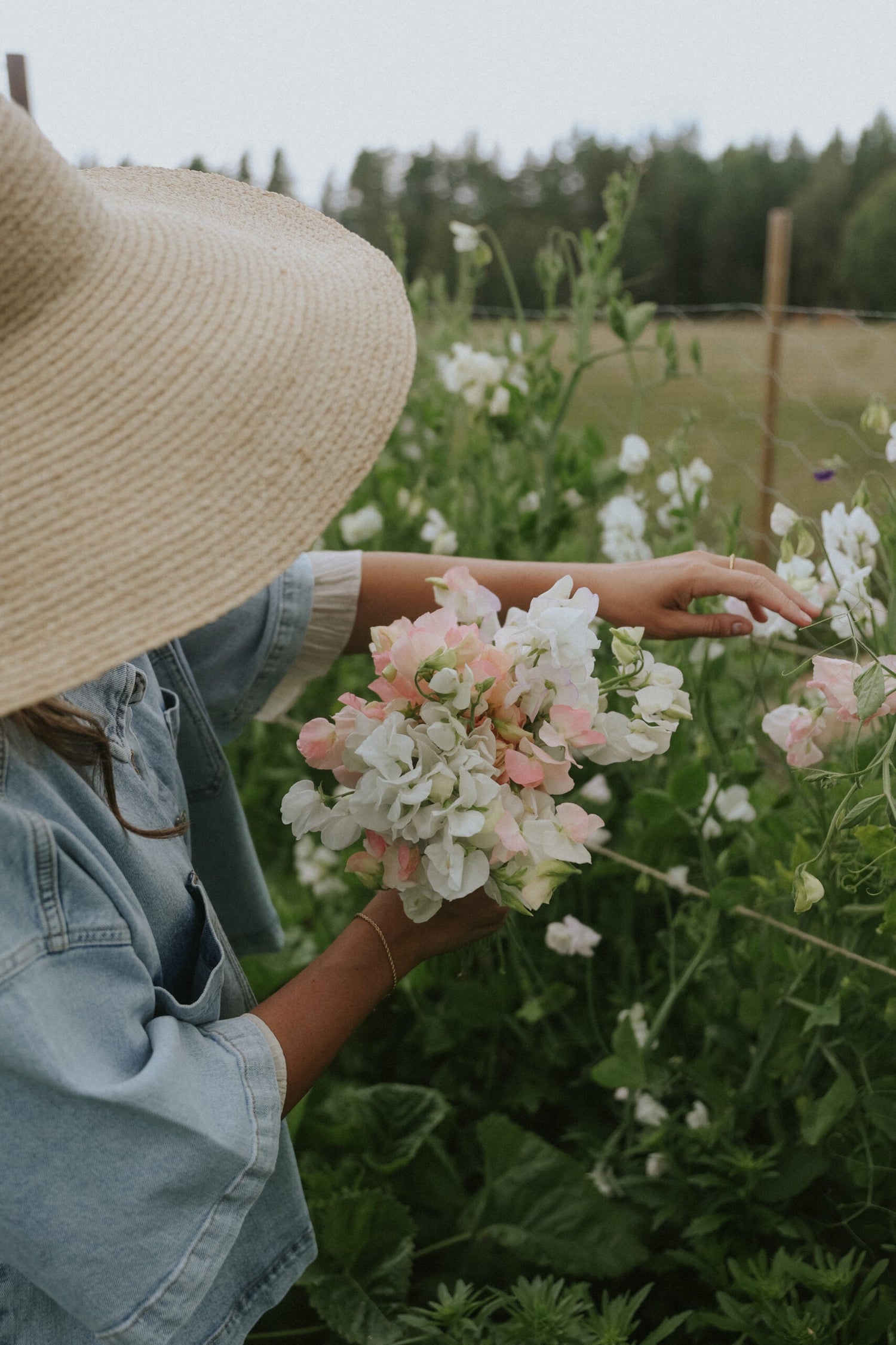 Sweet Pea - Santorini Blush mix